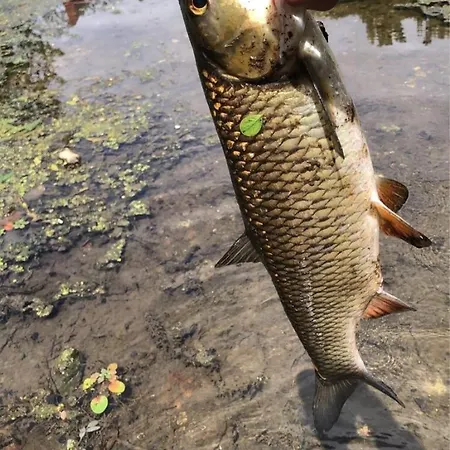 Charmante Du 17eme Siecle A Lilette Avec Jacuzzi Et Proche Riviere Prázdninový dům Buxeuil (Vienne)